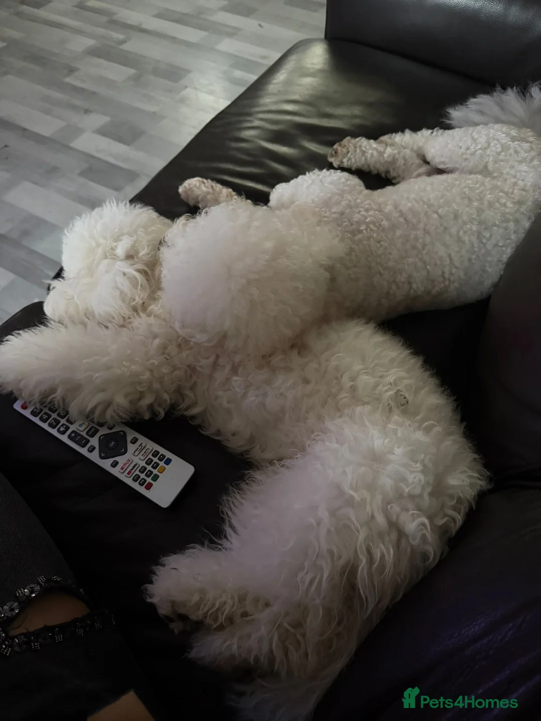 Poochon dogs for sale: Bichon Puppies for Sale  - Advert 11