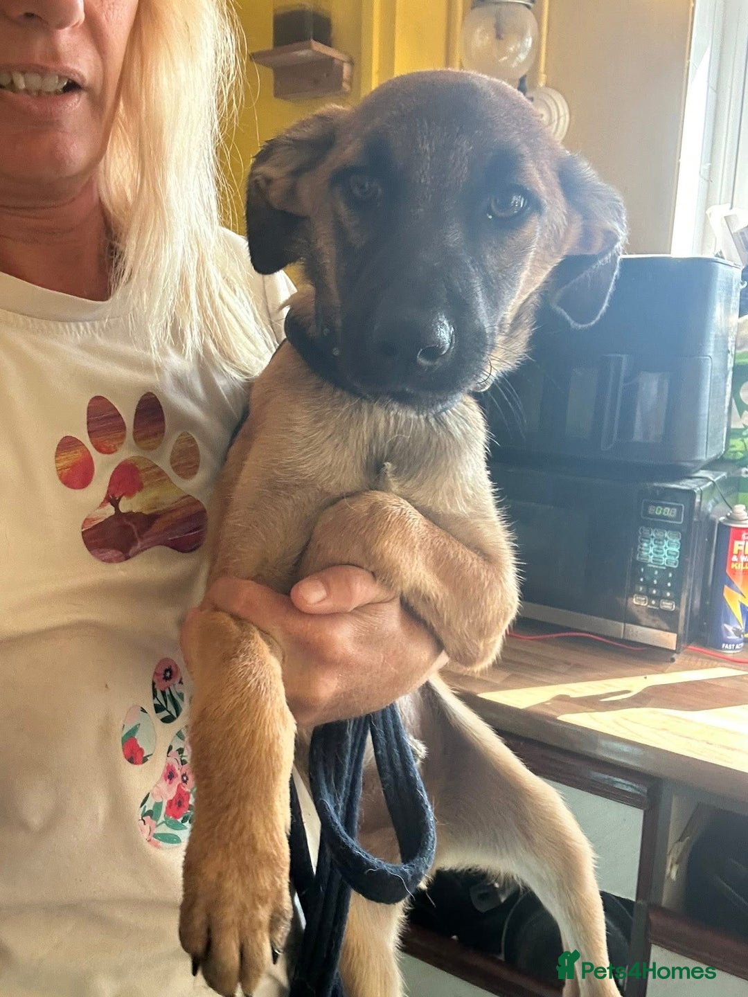Mixed Breed dogs for adoption: Dorito - Norwich Norfolk  - Image 4