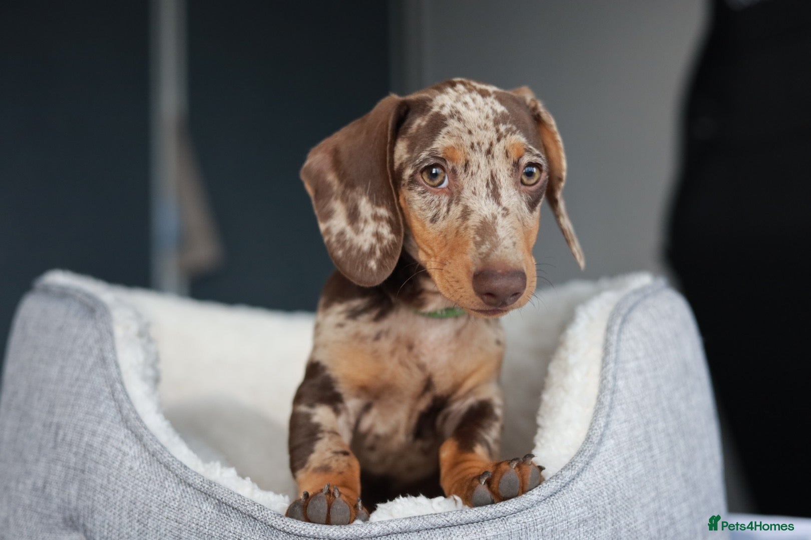 Dachshund dogs KC Registered Dachshund Puppies  - Advert 1