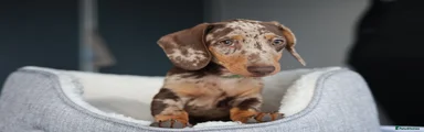 Dachshund 1