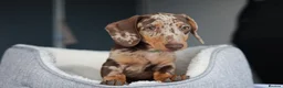 Dachshund dogs for sale: KC Registered Dachshund Puppies  - Advert 3