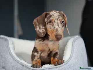 Dachshund dogs KC Registered Dachshund Puppies - Advert 1