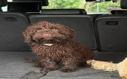 Cockapoo dogs for sale: Brown cockapoo  - Image 2