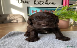 Mixed Breed dogs for sale: Sproodle cockapoo puppies  - Image 7