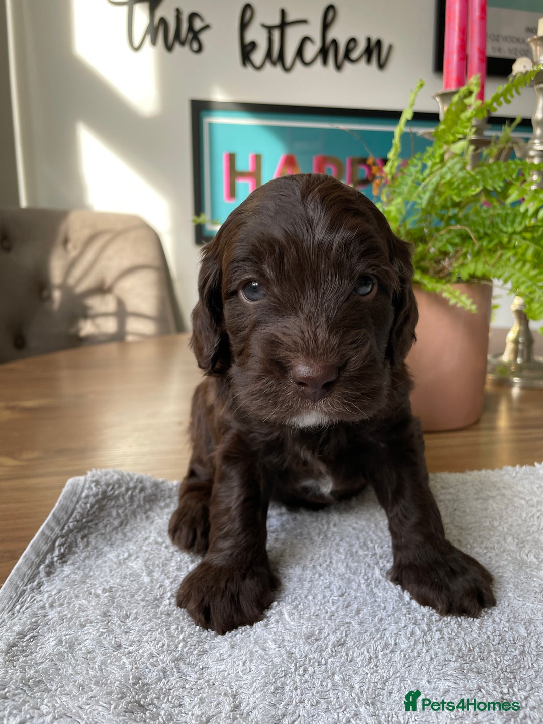 Mixed Breed dogs for sale: Sproodle cockapoo puppies  - Image 7
