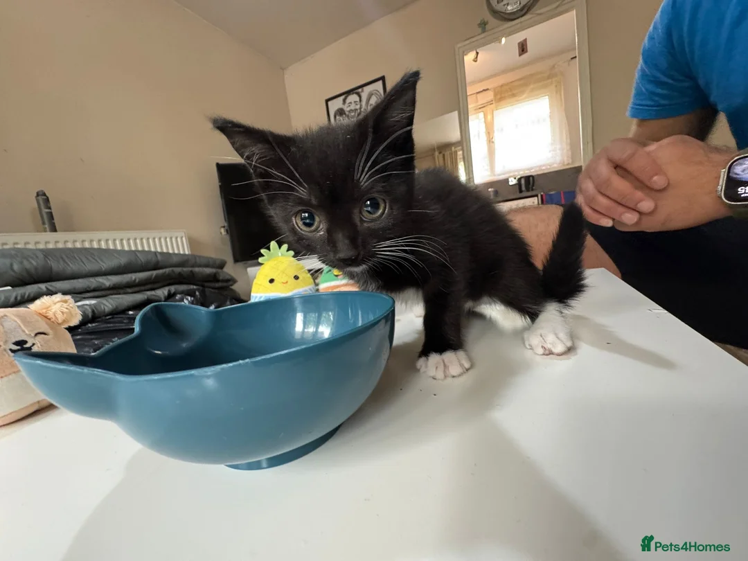 British Shorthair cats for sale: Muffin’s Beautiful Kittens Looking for Loving Home - Advert 2