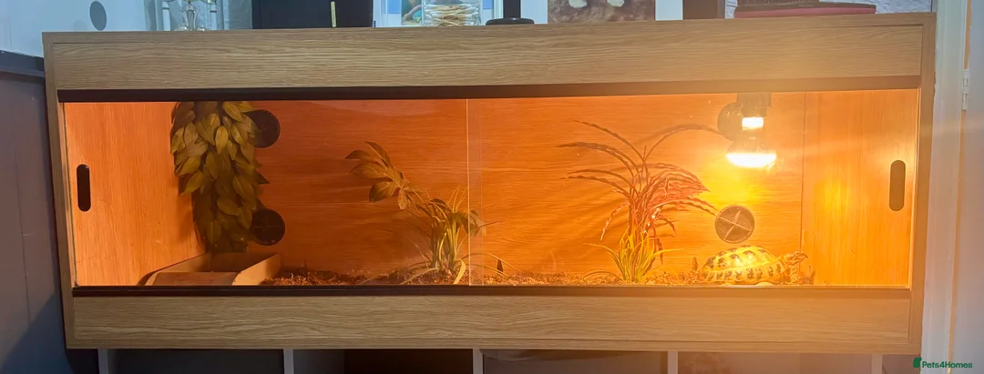 Tortoise reptiles for sale:  horsefield tortoise for sale  - Advert 2