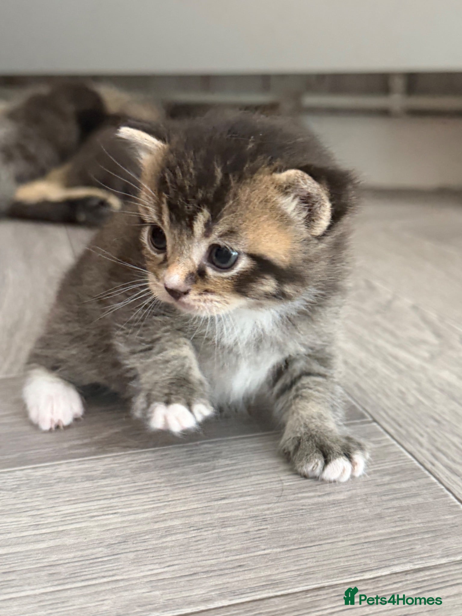 Scottish Fold cats Scottish fold kittens - Advert 9