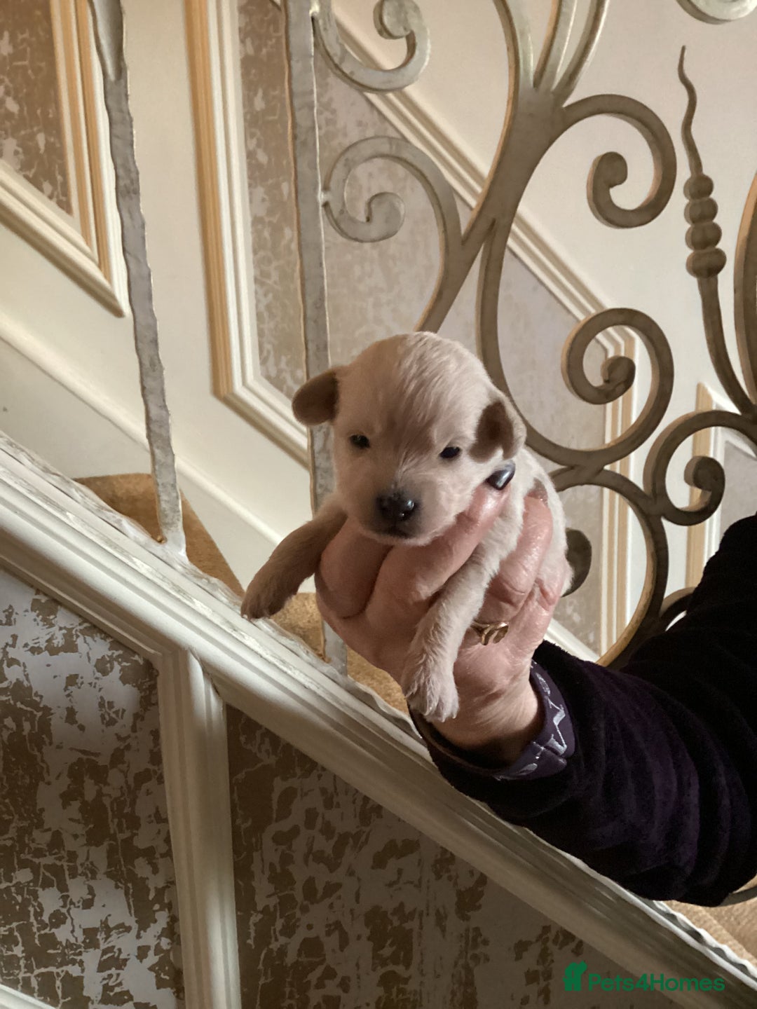 Chipoo dogs for sale: Chipoo - Advert 3