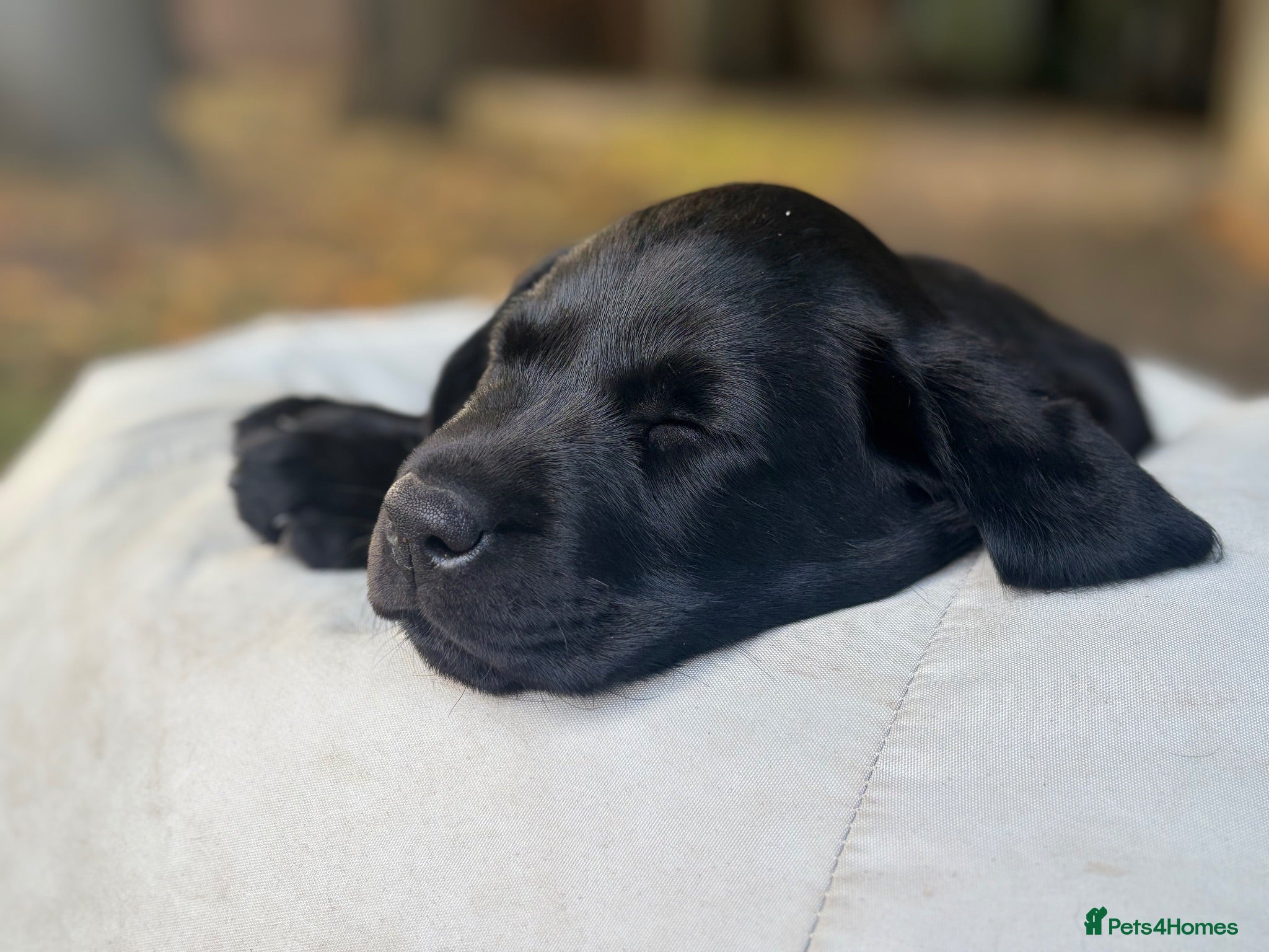 Labrador Retriever dogs Black Labrador pups, KC, dna tests, great scores - Advert 1