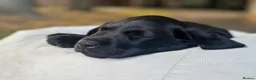 Labrador Retriever dogs for sale: Black Labrador pups, KC, dna tests, great scores - Advert 1
