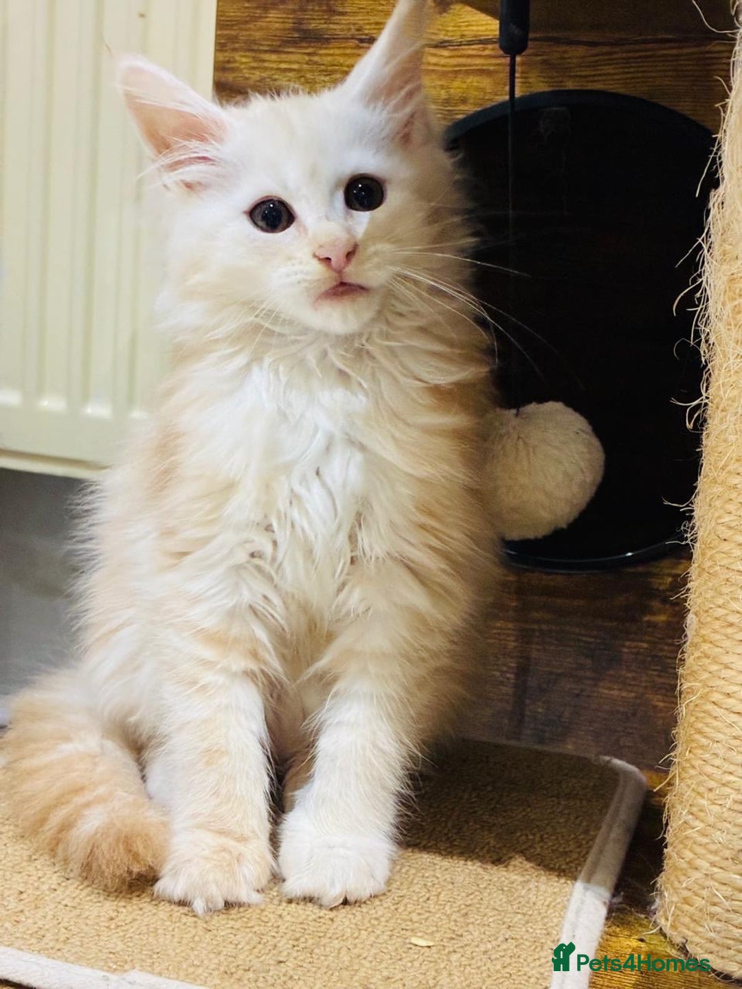 Maine Coon cats for sale: Premium Maine Coon fluffballs😻🐾 - Advert 5