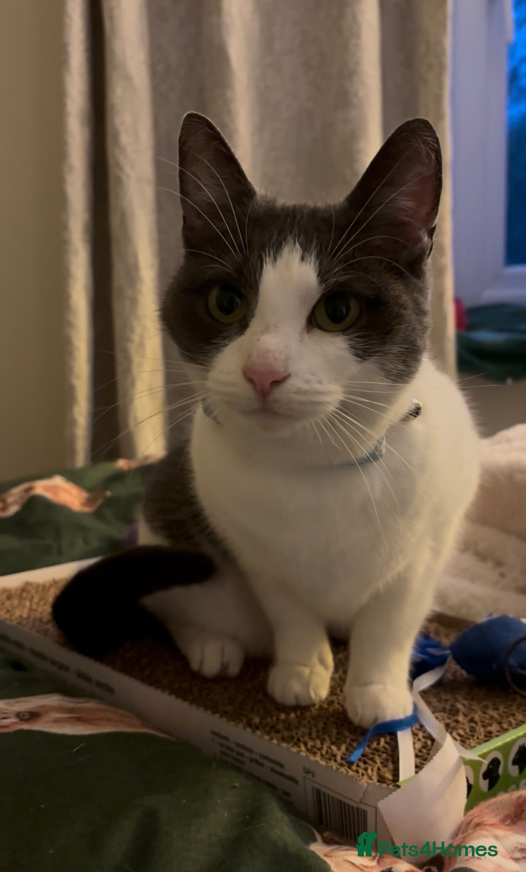 Domestic Shorthair cats for sale: New home needed, lovely female cat - Advert 1