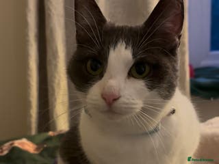 Domestic Shorthair cats New home needed, lovely female cat - Advert 1