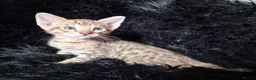 Savannah cats for sale: Super spotty F5 Savannah kittens - Advert 2