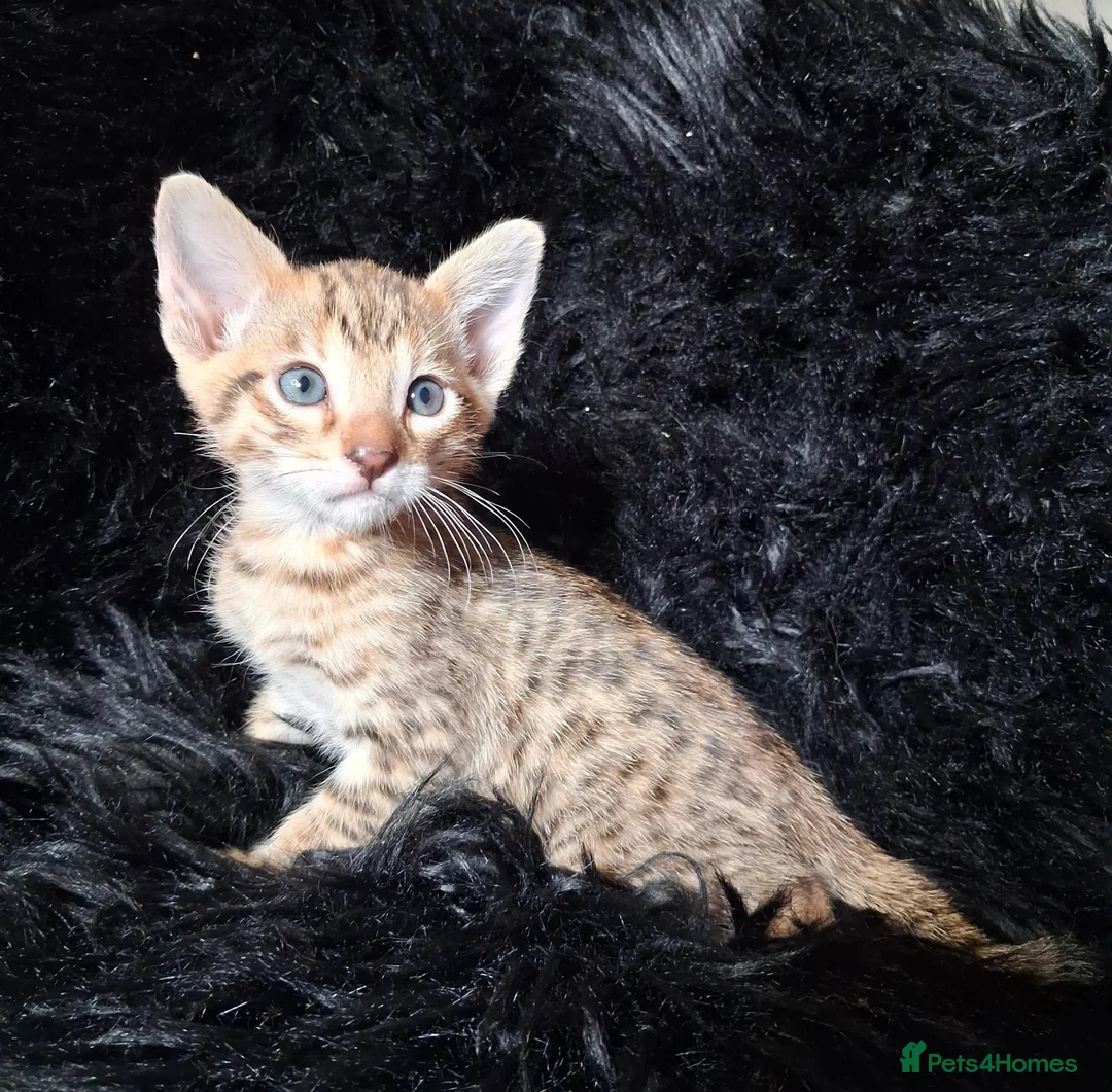 Savannah cats for sale: Super spotty F5 Savannah kittens - Advert 2