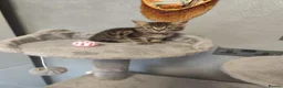 Mixed Breed cats for sale: 🐾 Beautiful Kittens Looking for Loving Homes! 🐾 in Birmingham - Advert 7