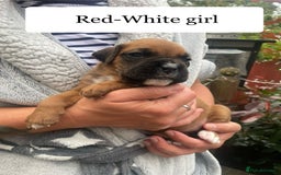 Boxer dogs for sale: Bunch of Boxer Babies - Image 16