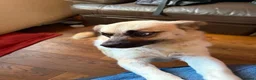 Mixed Breed dogs for adoption: Kiko  - Advert 8