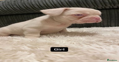 French Bulldog dogs - Advert 3