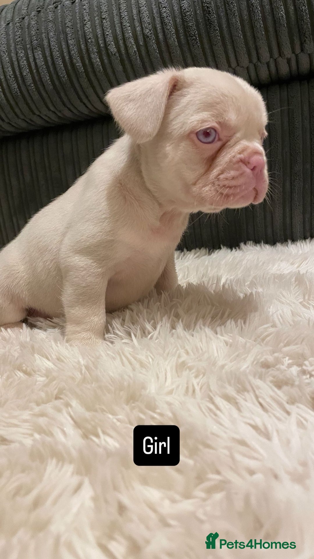 French Bulldog dogs for sale: 8 weeks-Stunning Pink & lilac French bulldog pups  - Image 2