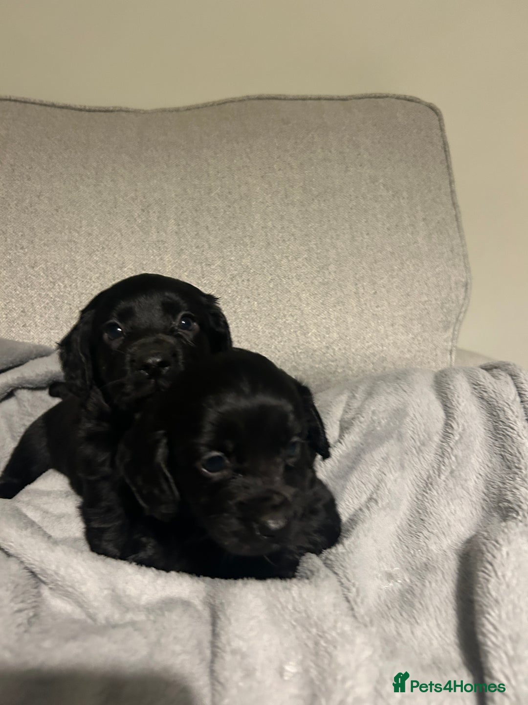Cocker Spaniel dogs for sale: KC Registered Black Cocker Spaniels - Advert 7