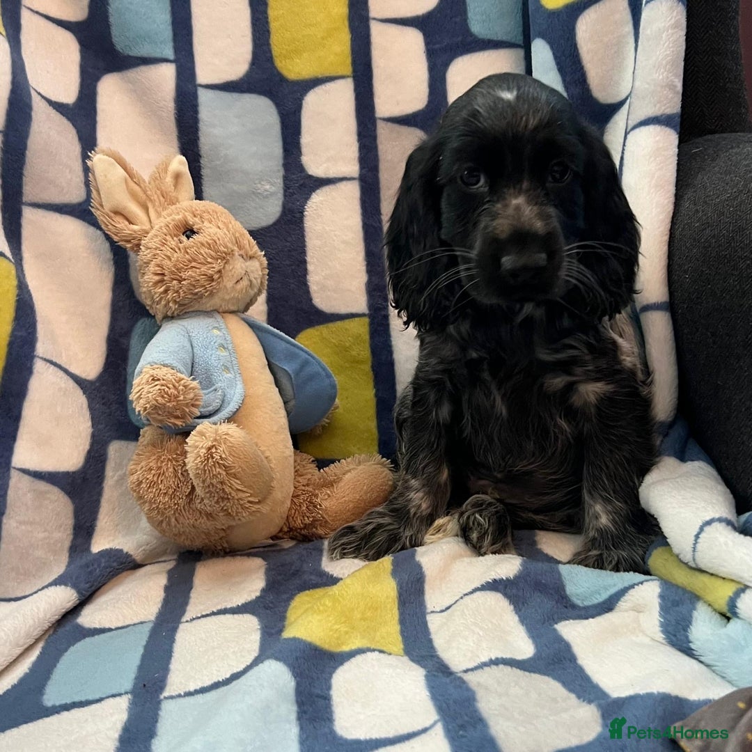 Cocker Spaniel dogs for sale: Stunning show cocker spaniel pups  - Image 12