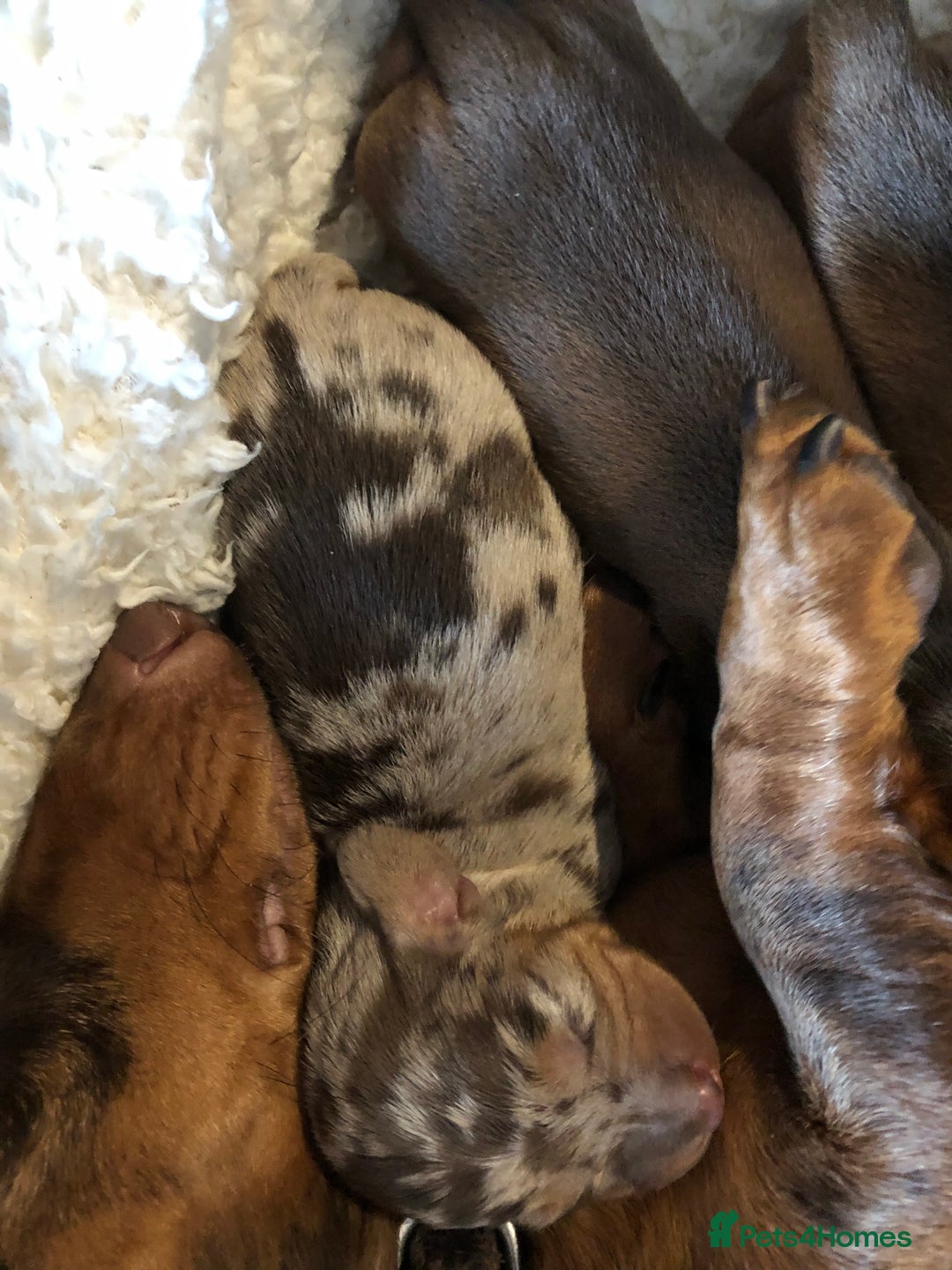 Miniature Dachshund dogs for sale: Smooth Miniature Daschund puppies  - Advert 6