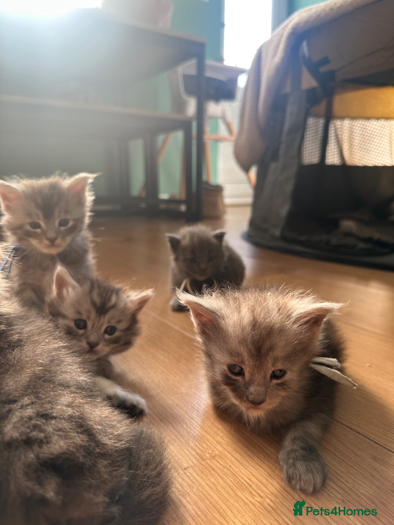 Maine Coon cats for sale: 5 beautiful Maine coon kittens - Advert 34