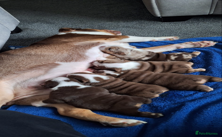 English Bulldog dogs - Advert 1