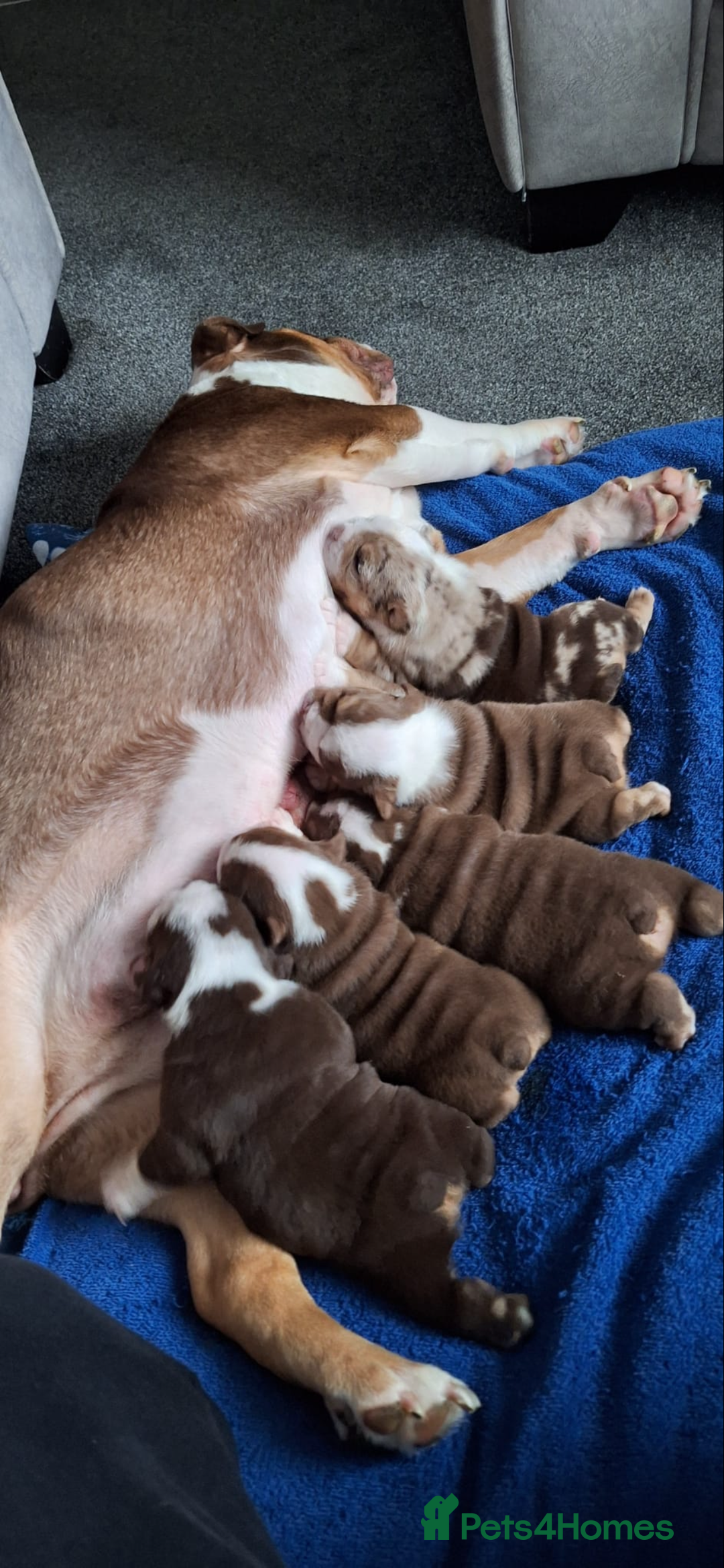 English Bulldog dogs for sale: 🐶 KC Registered English Bulldog Puppies 🐶 - Image 2