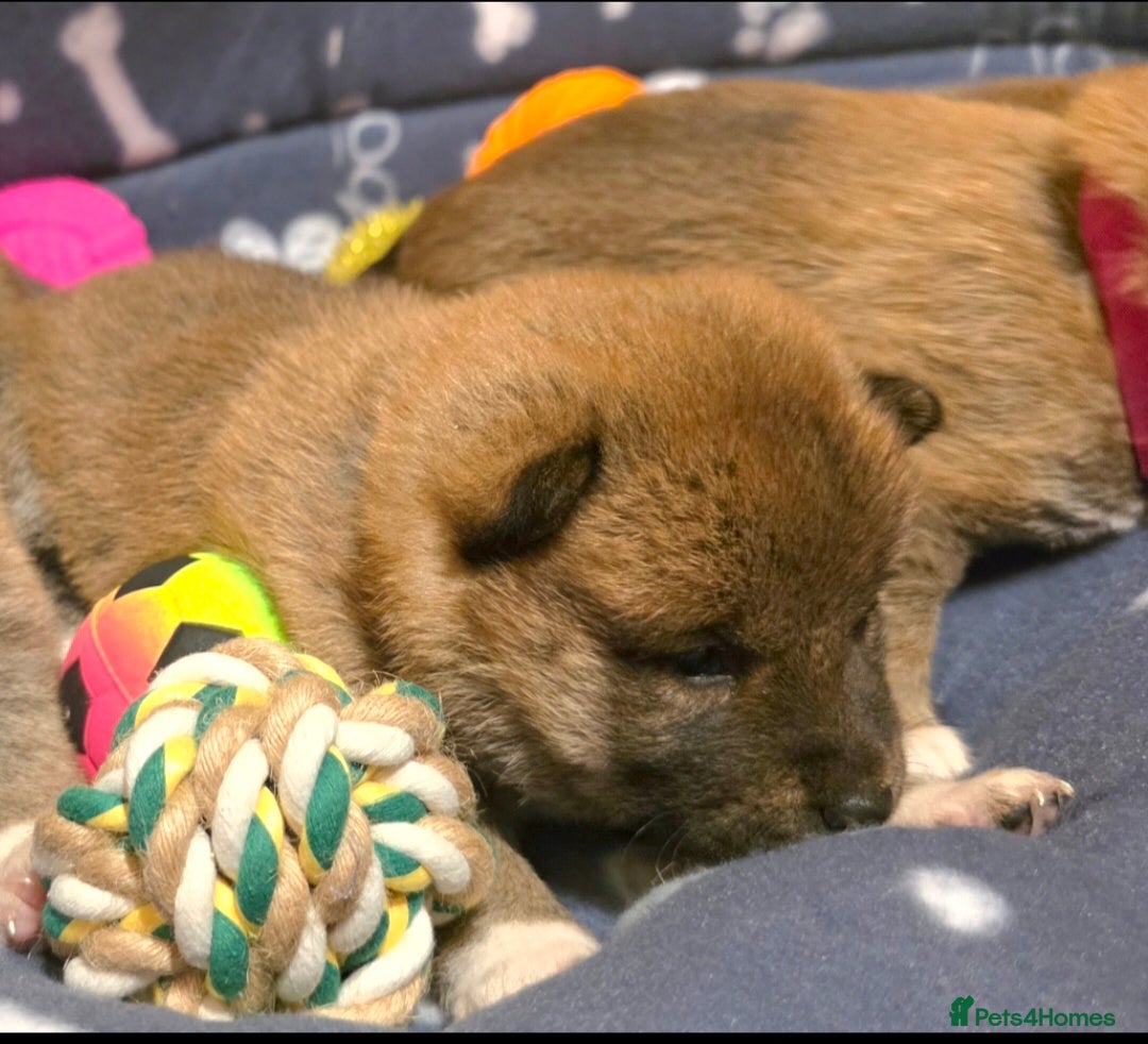 Japanese Shiba Inu dogs for sale: Healthy Kc reg Shiba babies - Advert 17