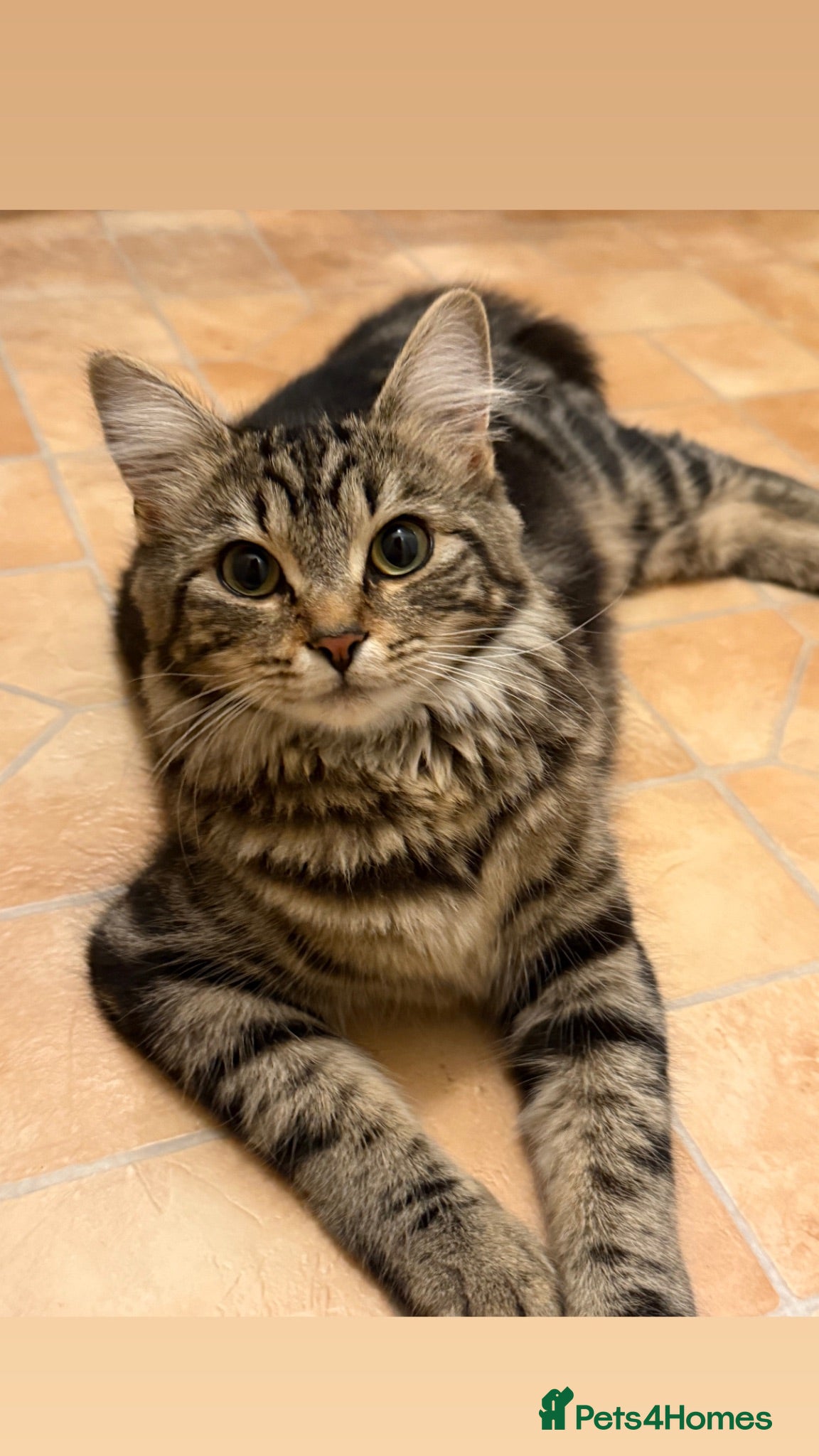 Mixed Breed cats Mix breed/half maincoon kittens - Advert 9
