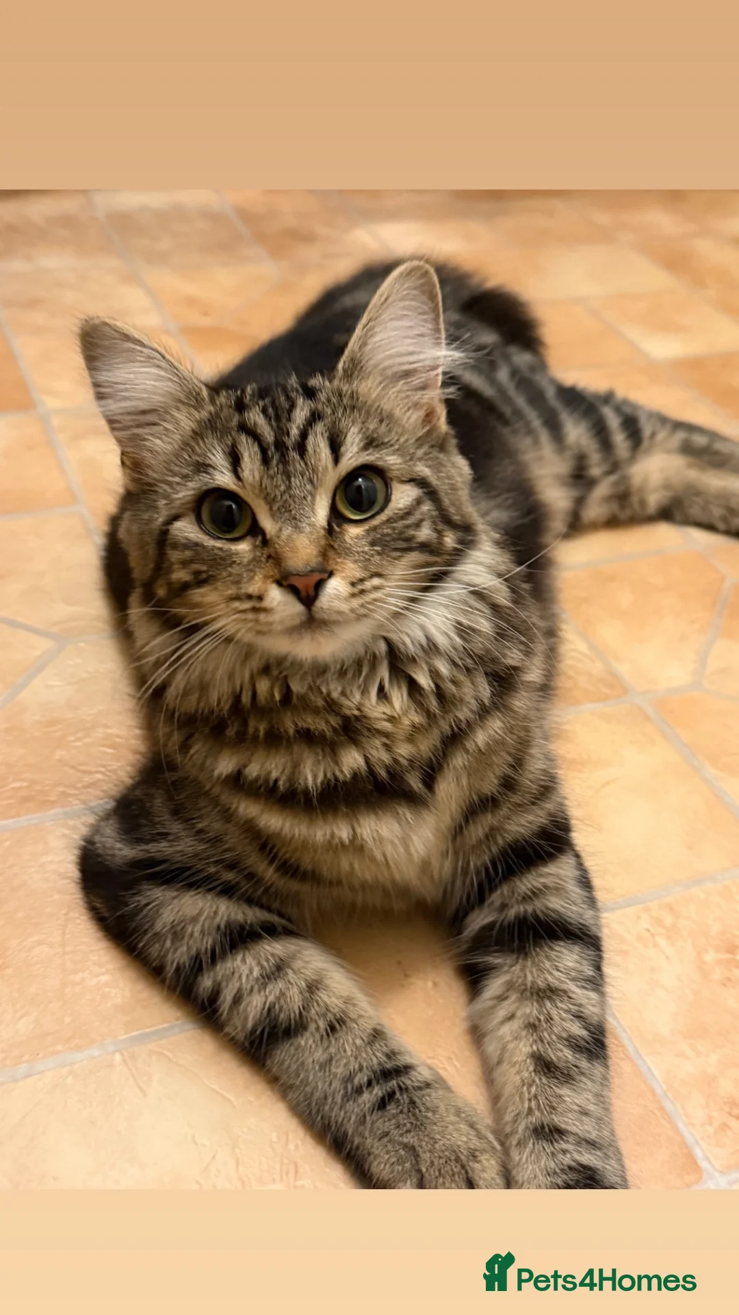Mixed Breed cats for sale: Mix breed/half maincoon kittens - Advert 1