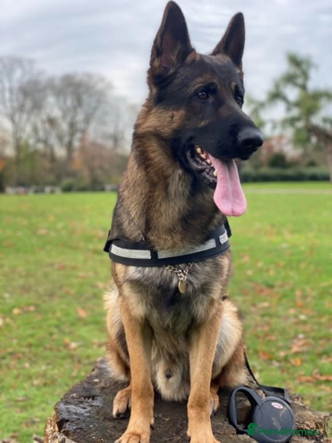 German Shepherd dogs for stud: German Shepherd in Wembley - Advert 2