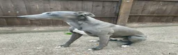 Whippet dogs for sale: KC Registered Whippet Dog, 20 months old in Swadlincote - Advert 9