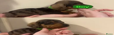 Miniature Dachshund Puppy 4
