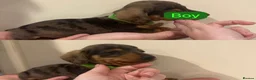 Miniature Dachshund dogs for sale: Miniature Dashounds Dapple  in Larkhall - Advert 16