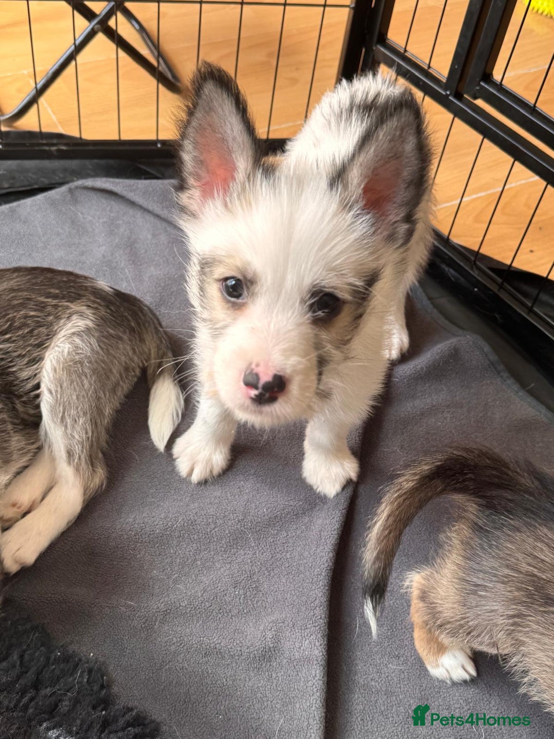 Mixed Breed dogs for sale: Siberian Husky X Staff/Lhasa Apso. Only 2 left!!  - Image 4