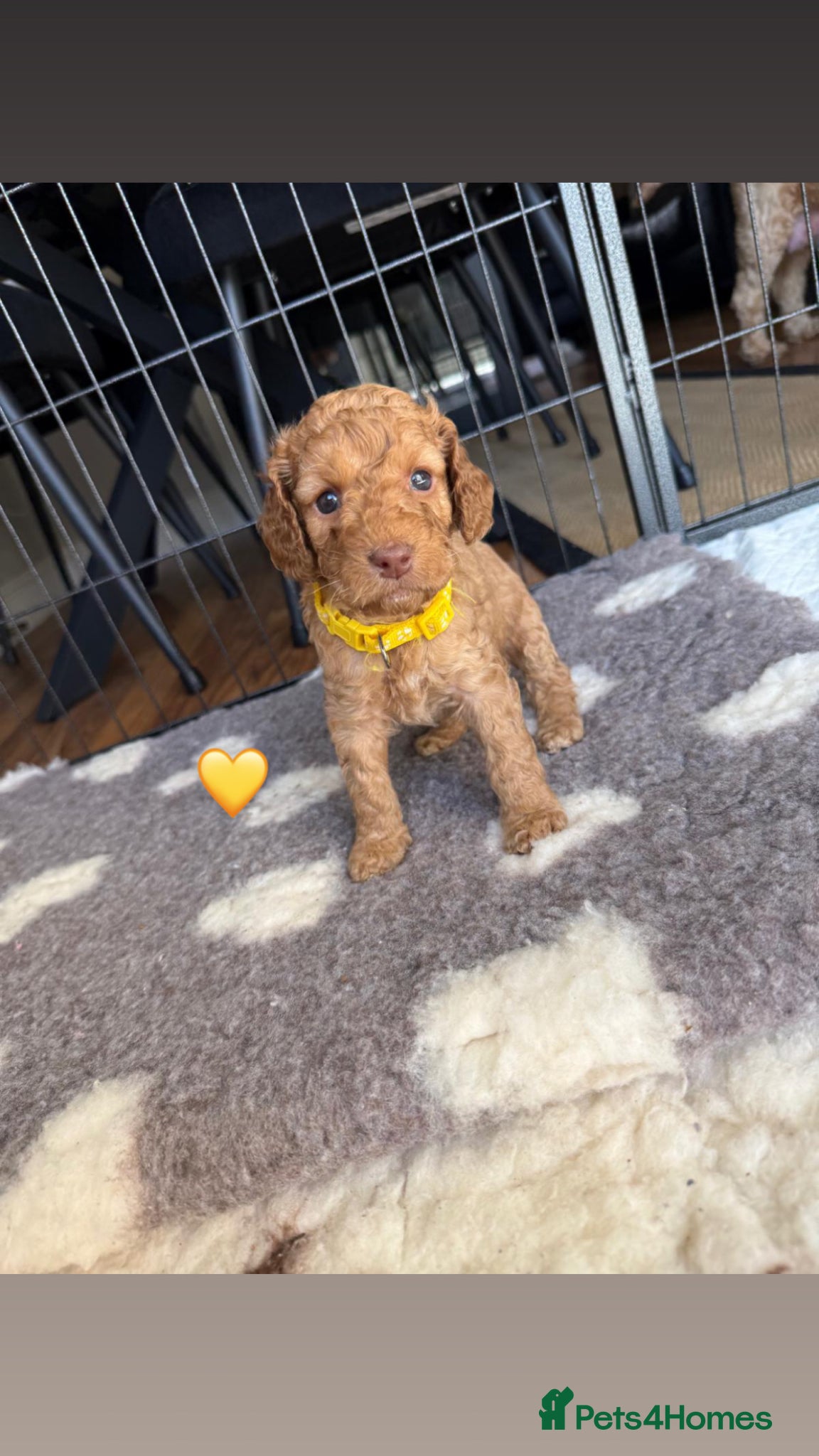 Cockapoo dogs F2 Cockapoo Puppies- Looking for Forever Homes! 🐾 - Advert 2