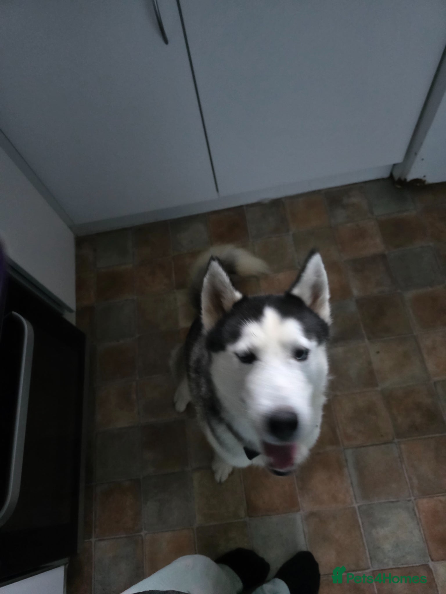 Shepsky dogs 9 shepsky puppies  - Advert 1