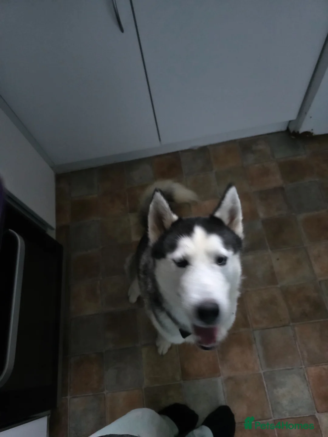 Shepsky dogs for sale: 9 shepsky puppies  - Advert 2