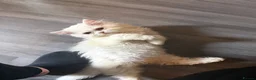 Persian cats for sale: Male white Persian chinchilla  - Advert 1
