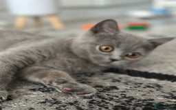 Scottish Fold cats for sale: Two straight gorgeous Boys 🐾 - Image 11