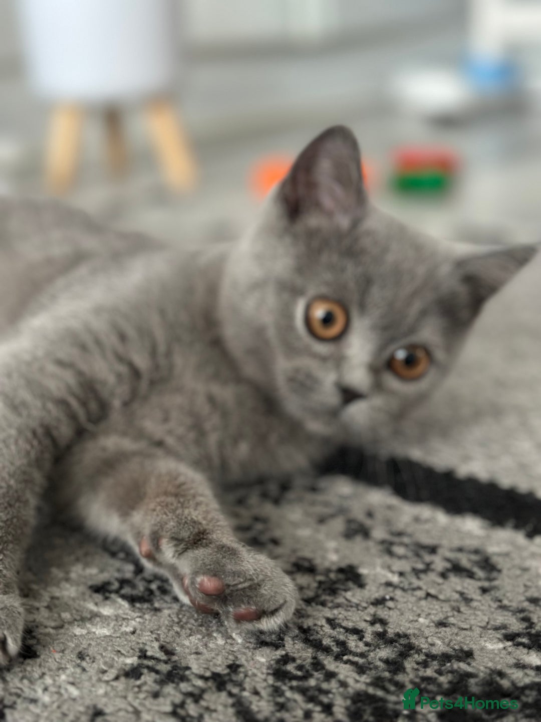 Scottish Fold cats for sale: Two straight gorgeous Boys 🐾 - Image 11