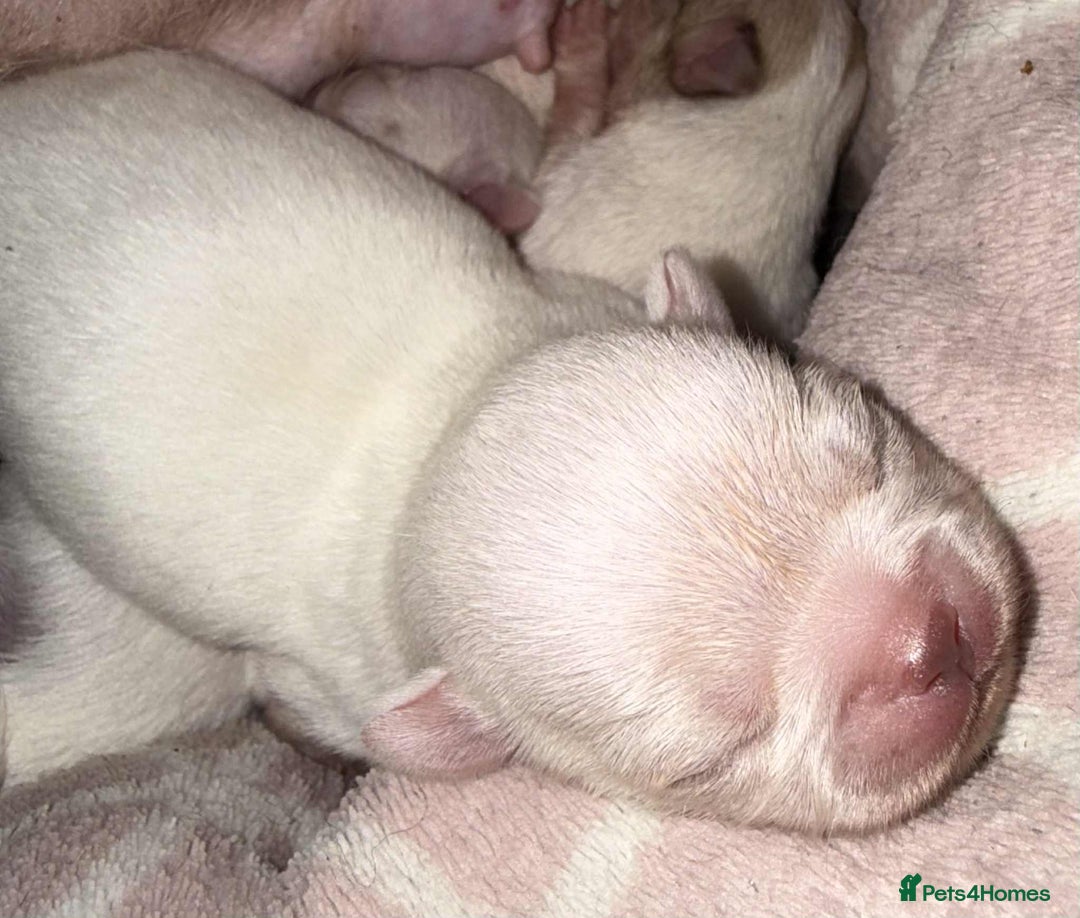 Chihuahua dogs for sale: Kc registered chihuahua pups  - Image 4