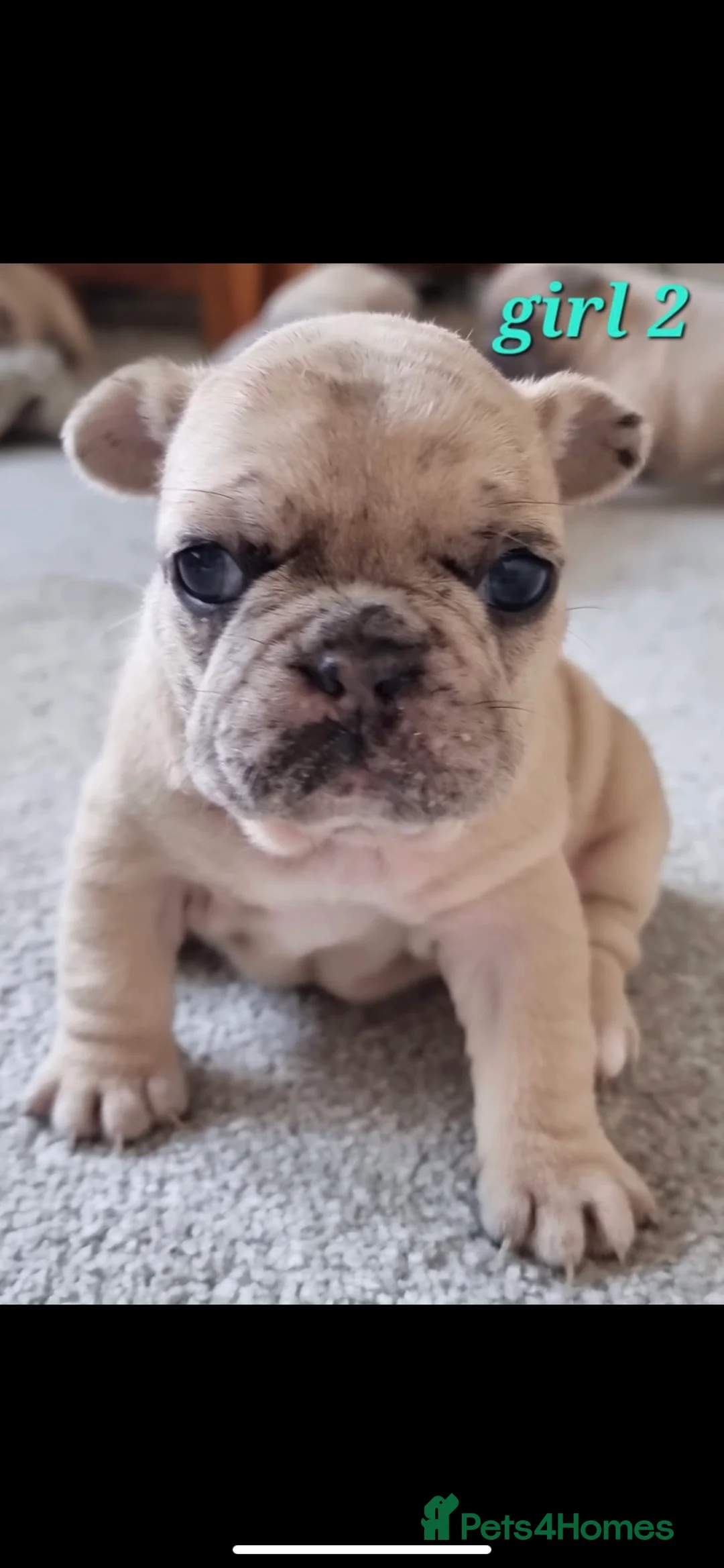 French Bulldog dogs for stud: 🦁HUNCHO🦁PUP BACK DEAL 1ST PICK FEMALE‼️ in Northampton - Advert 13