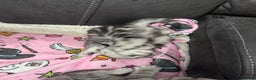 British Shorthair cats for sale: GCCF Reg BSH Silver Tabby & Spotted kittens - Advert 31