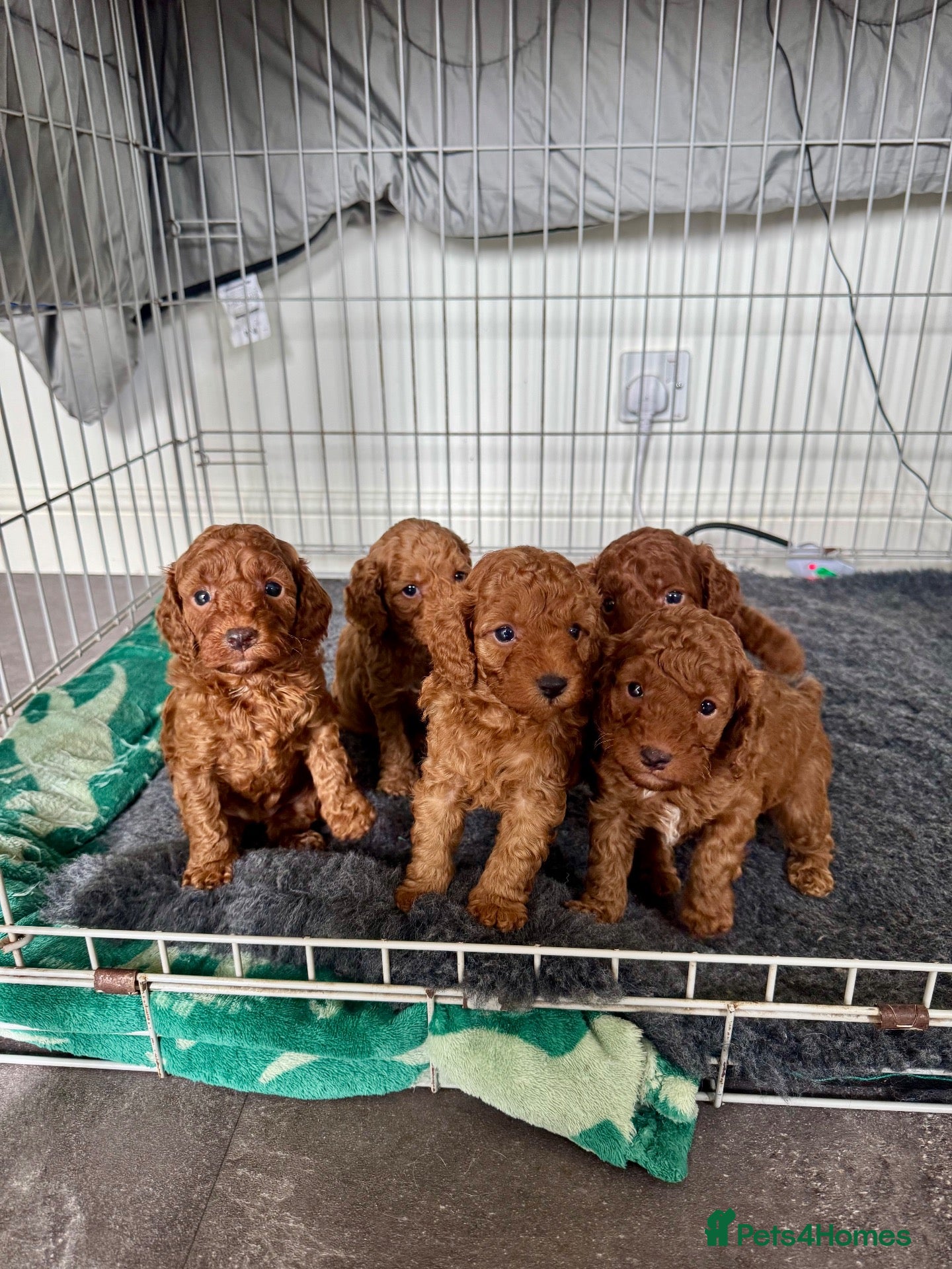 Cockapoo dogs READY SOON (5 Weeks) - Gorgeous Cockapoo Puppies - Advert 17