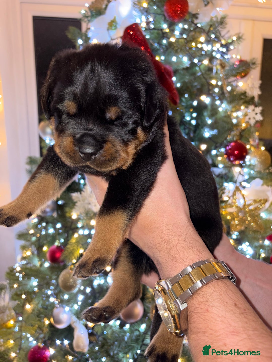Rottweiler dogs for sale: KC Rottweiler puppies  - Advert 28